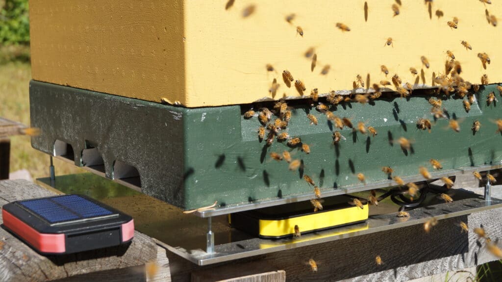 Beezum scale 3S measures the weight of your hive