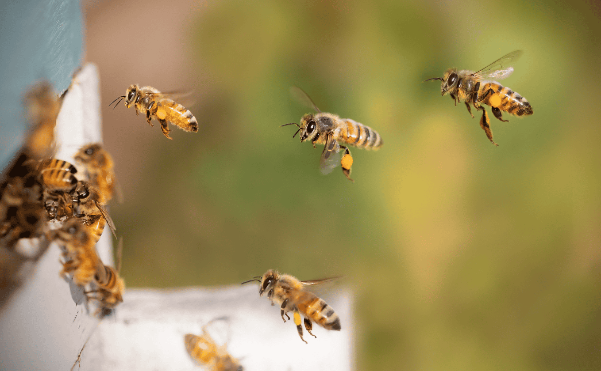 Med Beezum Bikupevåg Optimerar du din biodling