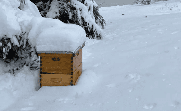 Beehive winter
